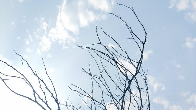 向日葵的姿态：人在迷茫的时候， 可以多做