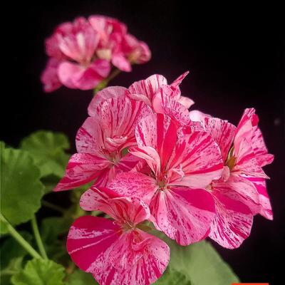 铁骑无声：？没有