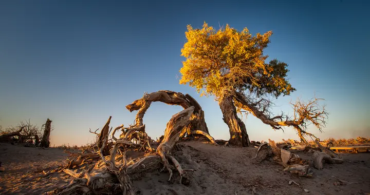 万年胡杨林邂逅璀璨星河：中国首个暗夜公园的生态与美学密码