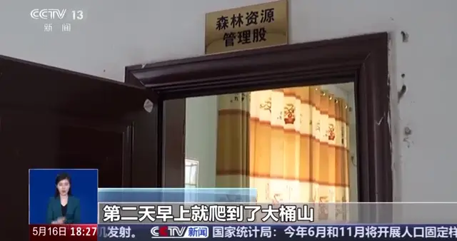 广西大桶山“崖柏”被砍当柴烧？真相来了！