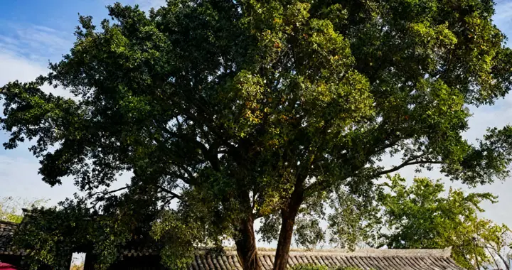 国内仅存1棵，专家断言已不可能繁殖，17年乡村教师成功种出幼苗