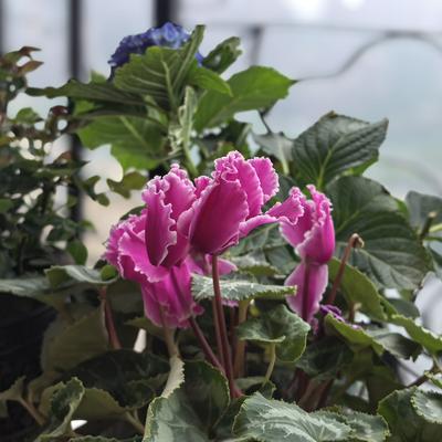 可可糖的春天： 我素