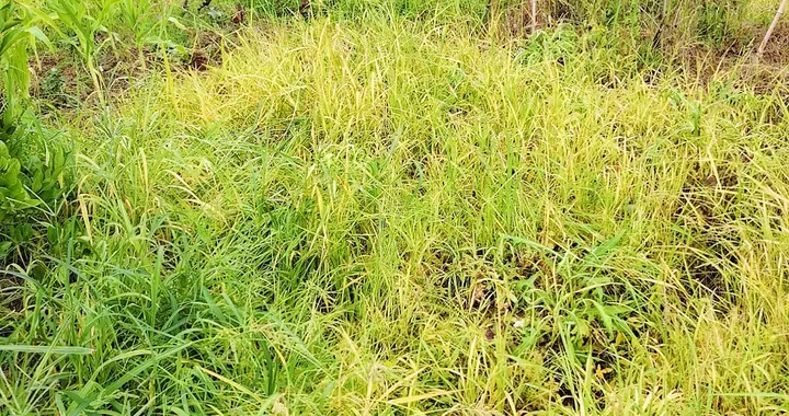 一定不要滥用除草剂了，看似除草省心，实则悄悄透支土地生机