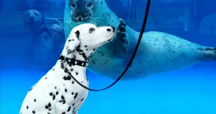 笑不活了！海洋馆海豹见斑点狗兴奋转圈，狗子却一脸懵：你谁啊？