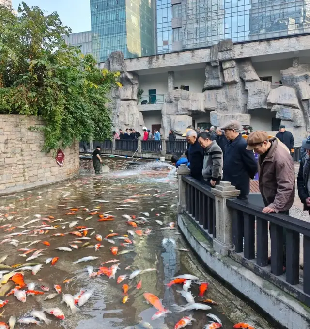 重庆观音桥观赏鱼大量死亡，警方通报：系竞争对手人为投毒！