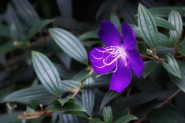 赏读 | 素心如兰，安之若素