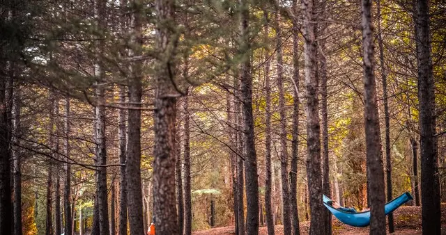 上海崇明“躺着赚钱”火了！断网静卧7小时赢3000元，真是躺赢吗