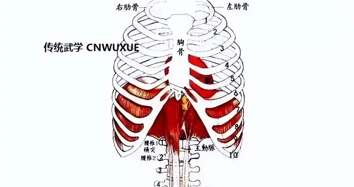 呼吸之道，大之可以入道，小用可以养生！