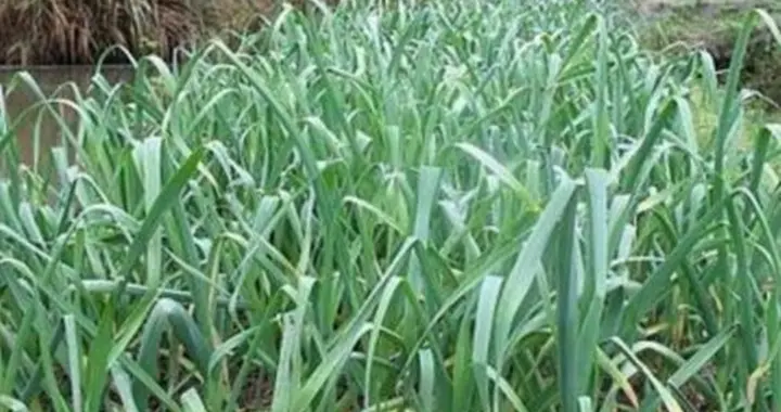 进入12月，大蒜、菠菜、韭菜等，这几点别乱来，错了来年长不好