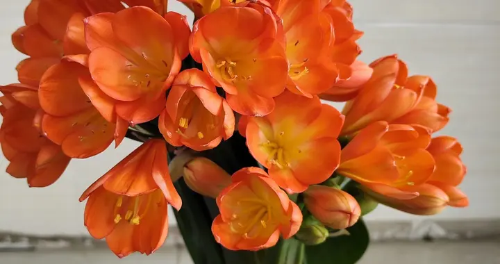 浙江一大妈，君子兰“1株4花箭”，群开真美，网友：真是成精了