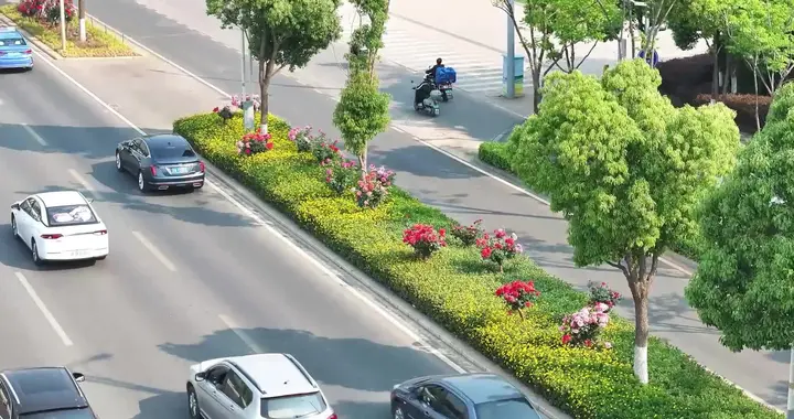 中国绿化带“卷”到飞起，为什么在欧美国家很少见？