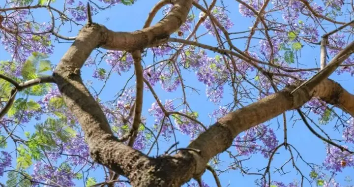 和昆明一样的气候，和大理一样的浪漫，5万株蓝花楹等你来观赏