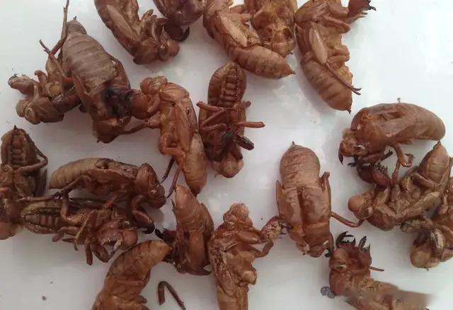 几个蝉蜕煎水喝，清肝安神解郁开窍，睡得着，睡得香！