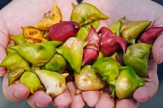 儿时把河边“野草”当零食，如今专门有人种植，一公斤6元致富了