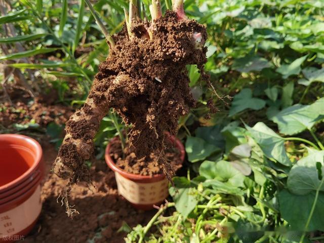 作物烂根死根的综合防治技术：从成因到解决方案