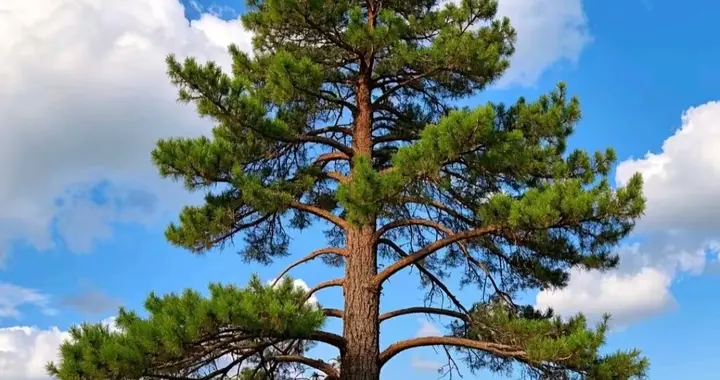 炒股十年没亏过！每天2点50分做3件事，散户也能稳得住