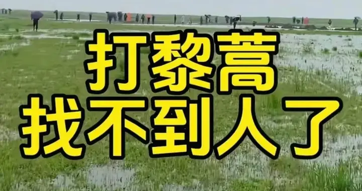 痛心！岳阳女子采藜蒿，离岸十米不幸遇，搜寻整整4天，太惋惜