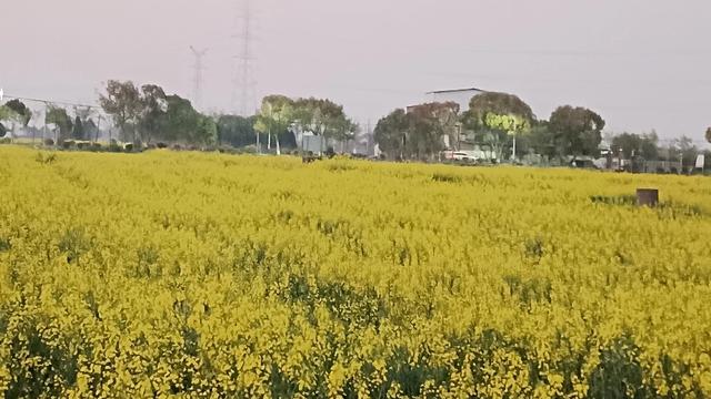 烽火神州：春天降临，田里的油菜花宛如大自