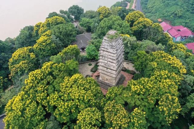 全国知名景区，对景区摆渡车说不，摆渡车终于免费了