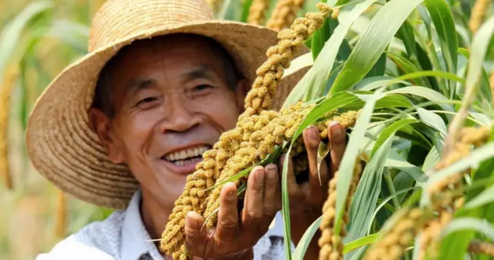 农民的出路在哪里，未来5年农村会有什么变化？答案来了