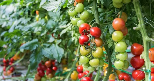 西红柿、茄子、辣椒，第一朵花到底摘还是不摘？十个有九个错了