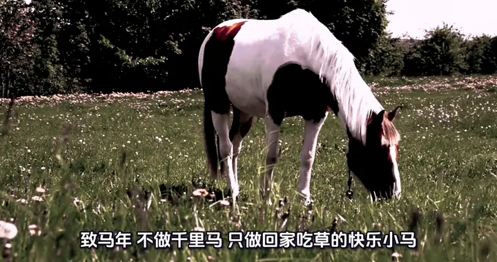 马年祝福：不做千里马，只做快乐小马，回家吃草去！