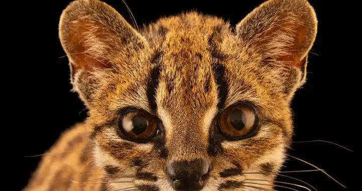 玻利维亚一只“野猫” 被当成宠物养了10年，竟是100年来的新物种