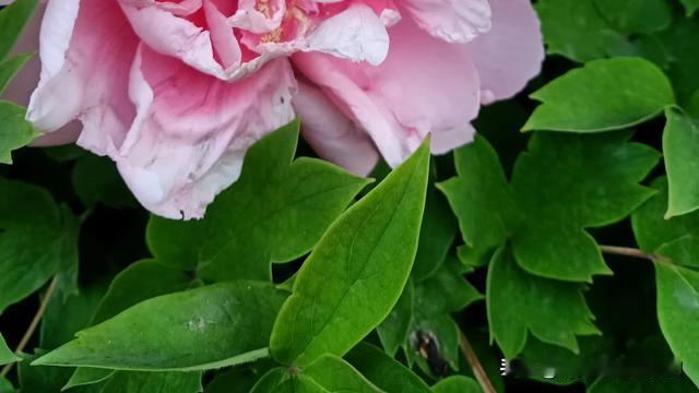 优美漂流瓶阳阳