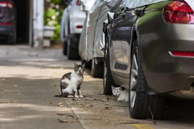 流浪猫伤人，责任究竟在谁？