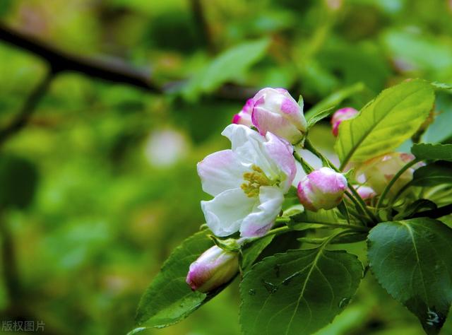 五月的海棠花开的妖艳