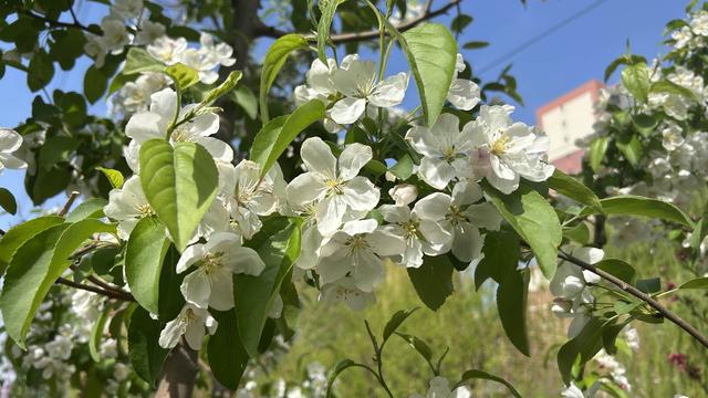 爱生活的饺子：图片里是海棠花吧！  一直