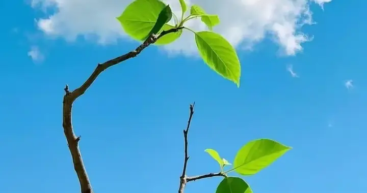 拽拽地前行