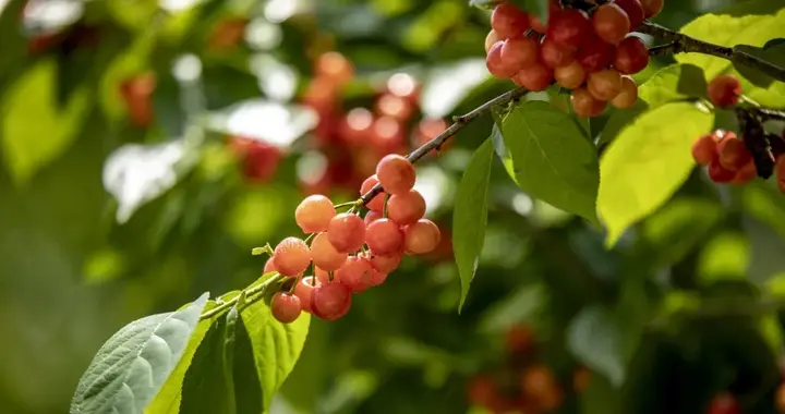 汉中西乡藏不住了！樱桃正红，茶香正浓
