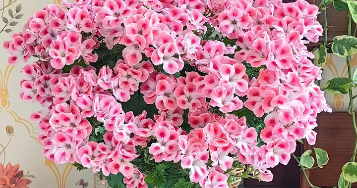 贵州一位女子，扦插的天竺葵8个月“开成巨无霸”，花友：求秘诀