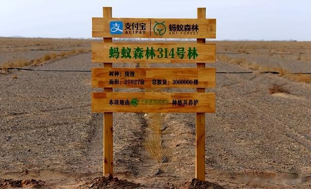 马云斥巨资在沙漠里种树，承诺每年1亿棵，9年过去了，树怎样了