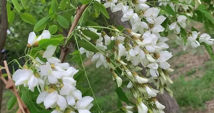 风携槐花香，偷得半日闲