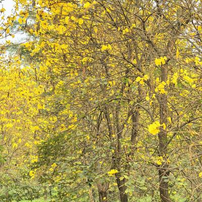 凡的光影世界：想赏花的宝子有福啦，重庆4