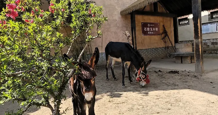 干饭驴vs好奇驴