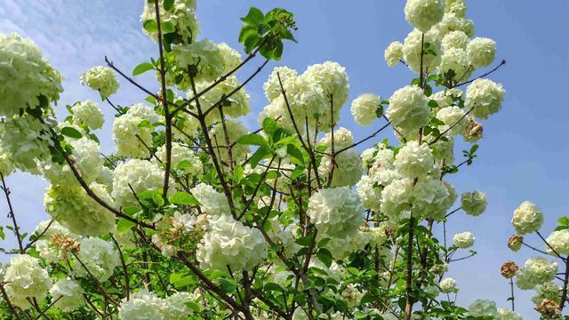 凡尘岁月留香：我的