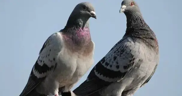 两只鸽子的意外，藏着最容易被忽略的危险