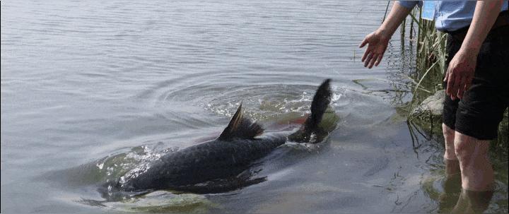 青鱼作为“四大家鱼之首”，却被渔民称作“鬼鱼”、“索命鱼”！不过就是一条鱼而已，它究竟有什么可怕的地