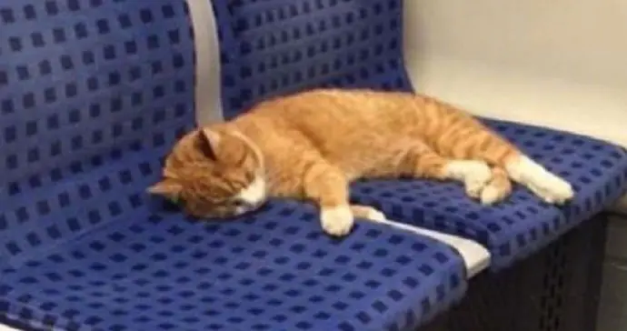 好特别的乘客！