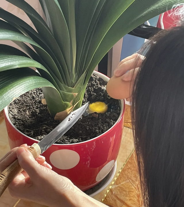 吉林女太太，因“用鸡蛋壳养君子兰”火了，网友：妥妥的视觉盛宴
