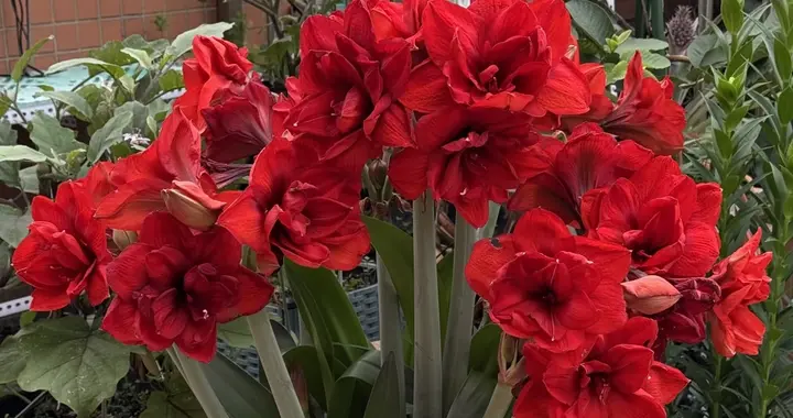 如果不差钱，这5种花建议尽量养起来，能给家人提升幸福感！