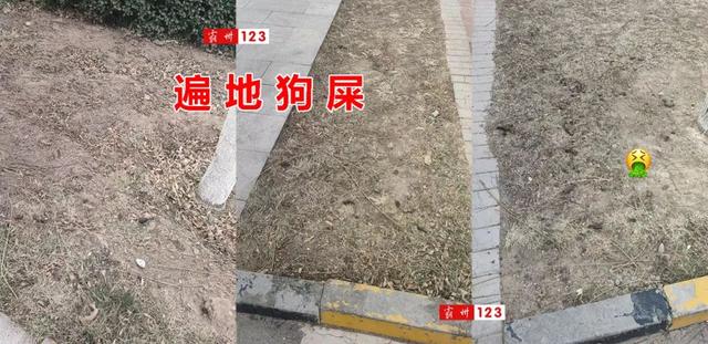 【反映霸州曾经高端小区草坪狗粪成堆】物业：近日已清理干净