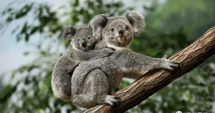 内家拳修炼之--尾闾的作用，以及一些的传说的功用