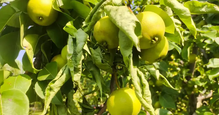 卓一航虽死，却留下5个传人，3个惨死，2个位列天山七剑