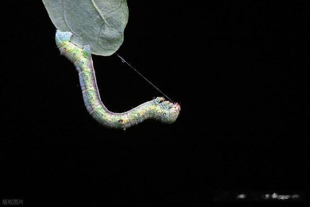 国槐尺蠖的发生规律与防治用药技术