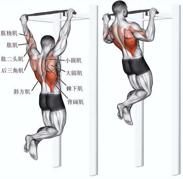 你一次能做多少个引体向上？新手如何实现0的突破？