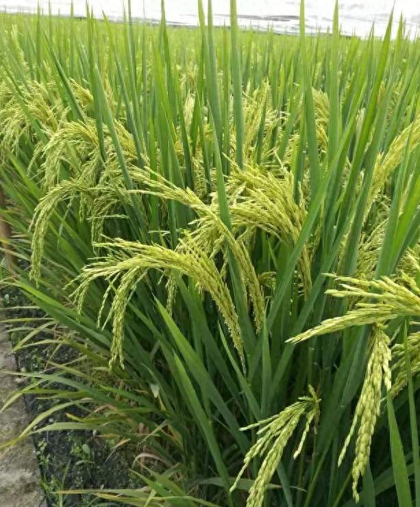 叶面喷施锌硒可降低水稻镉含量